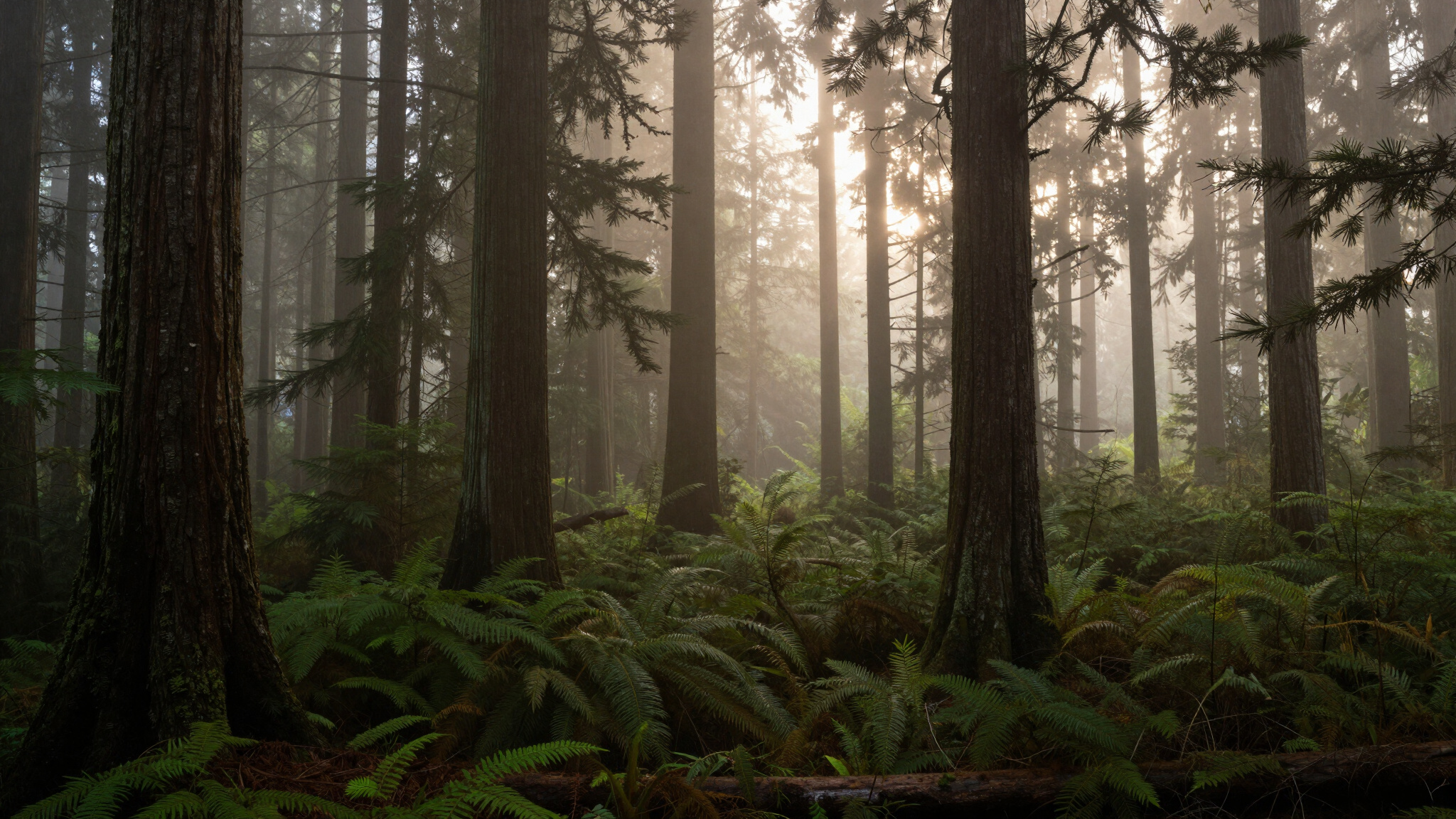 Pacific Northwest forest