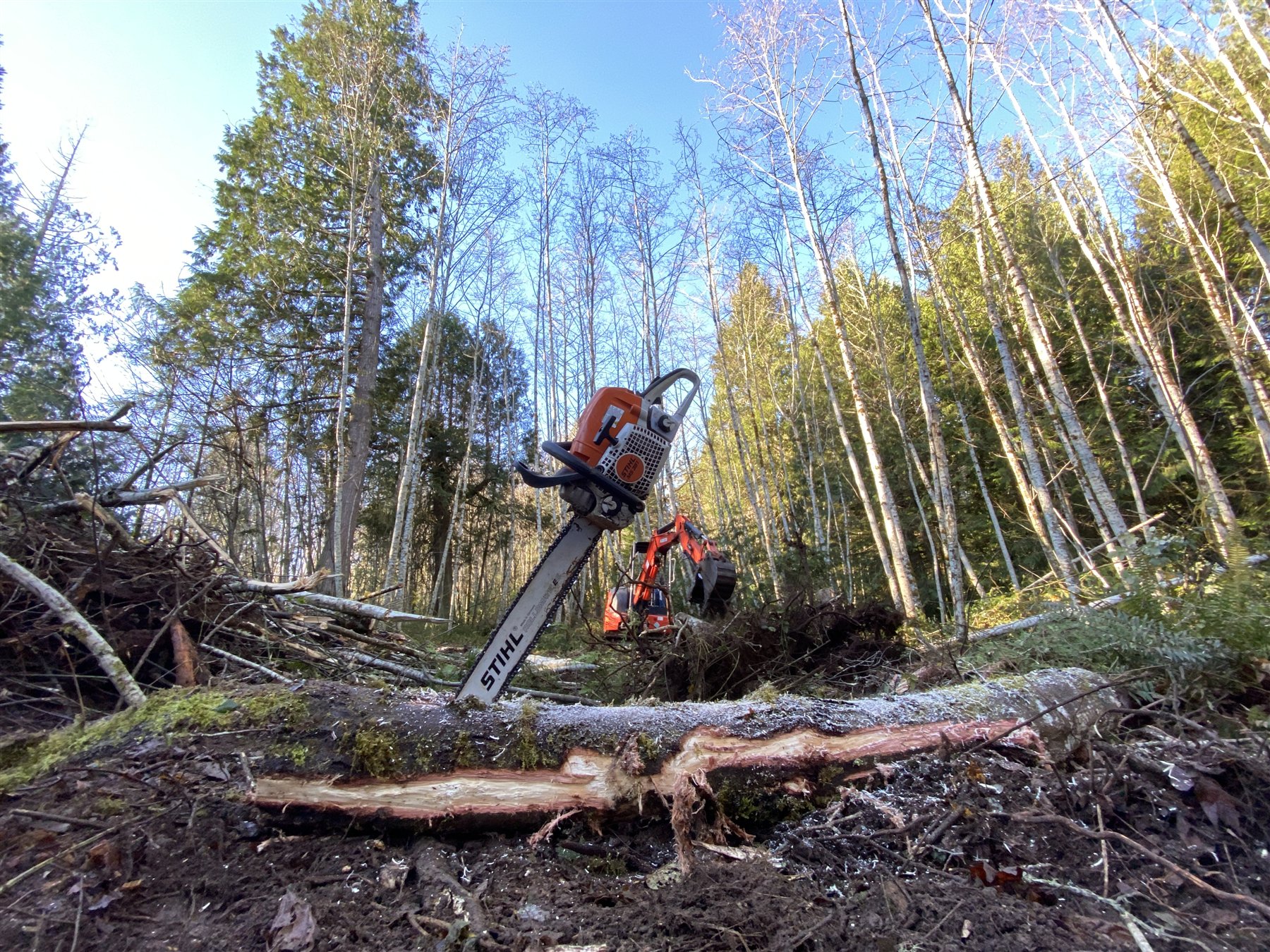 Chainsaw and excavator working in a Pacific Northwest forest