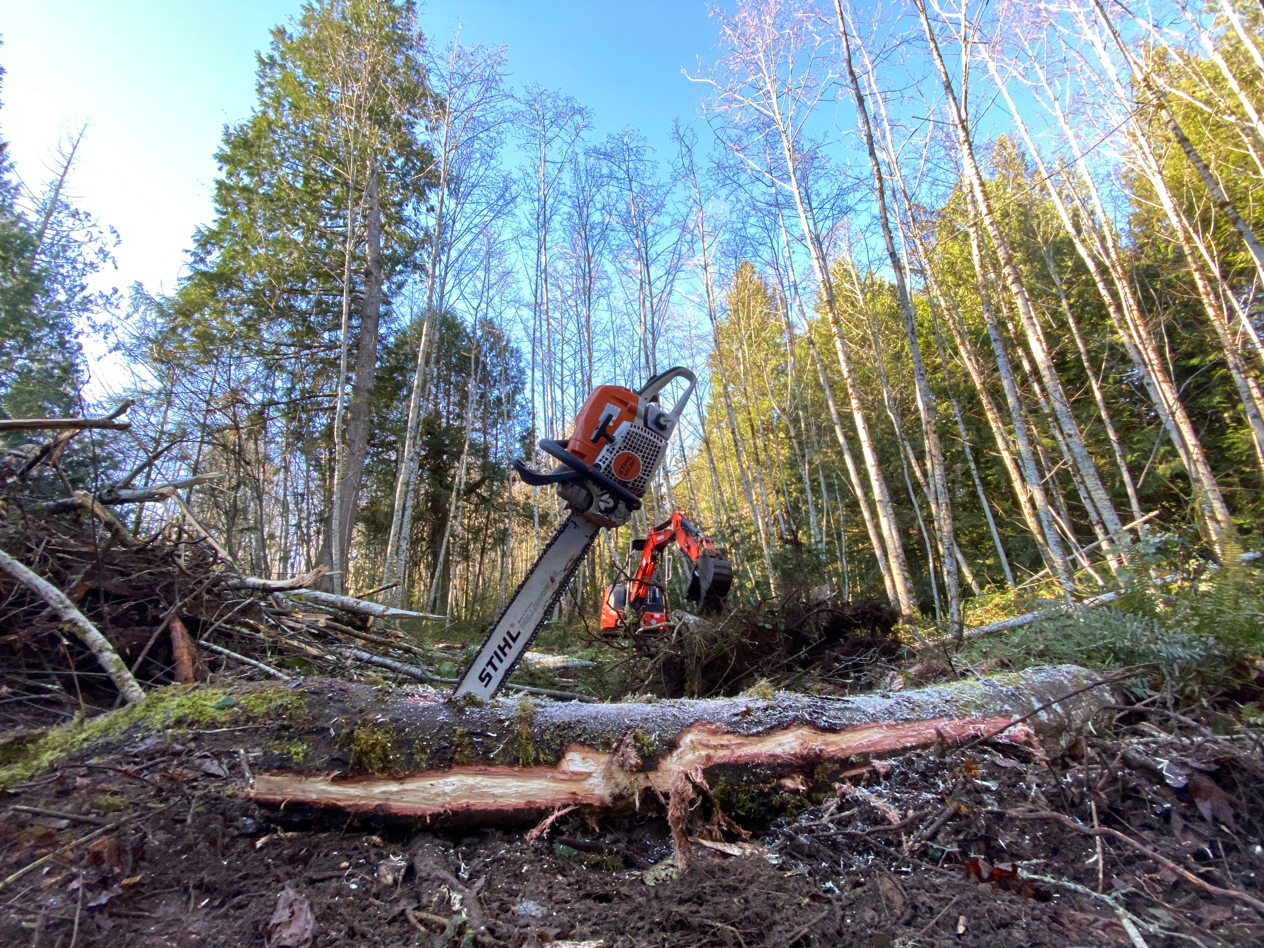 Prepared wooded site in the Pacific Northwest