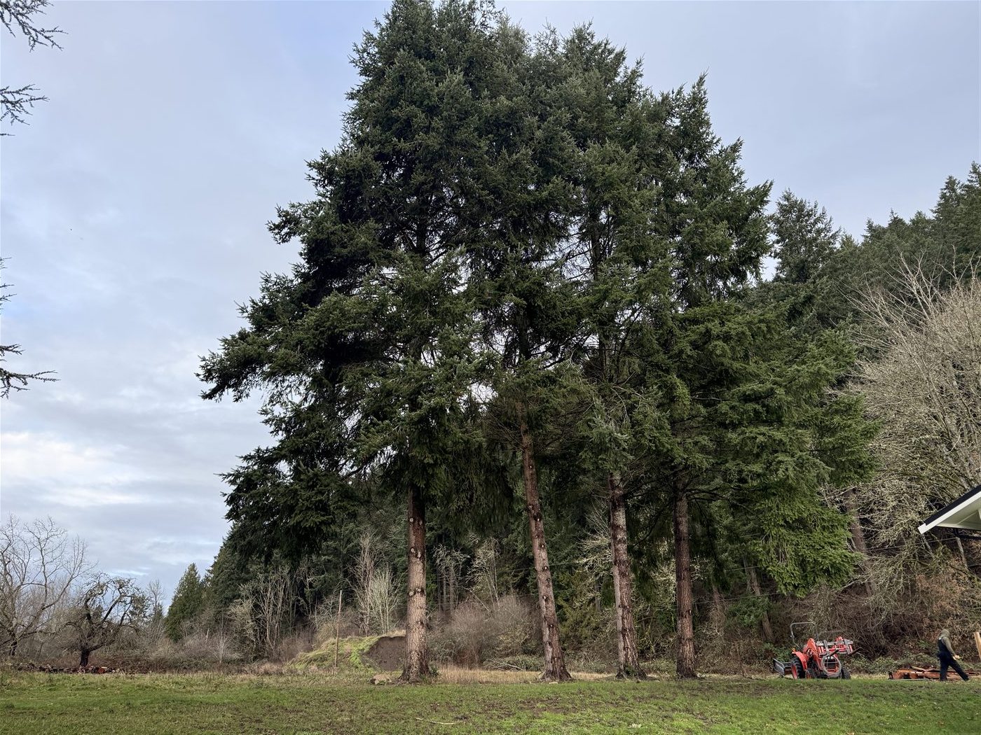 Pacific Northwest forest view