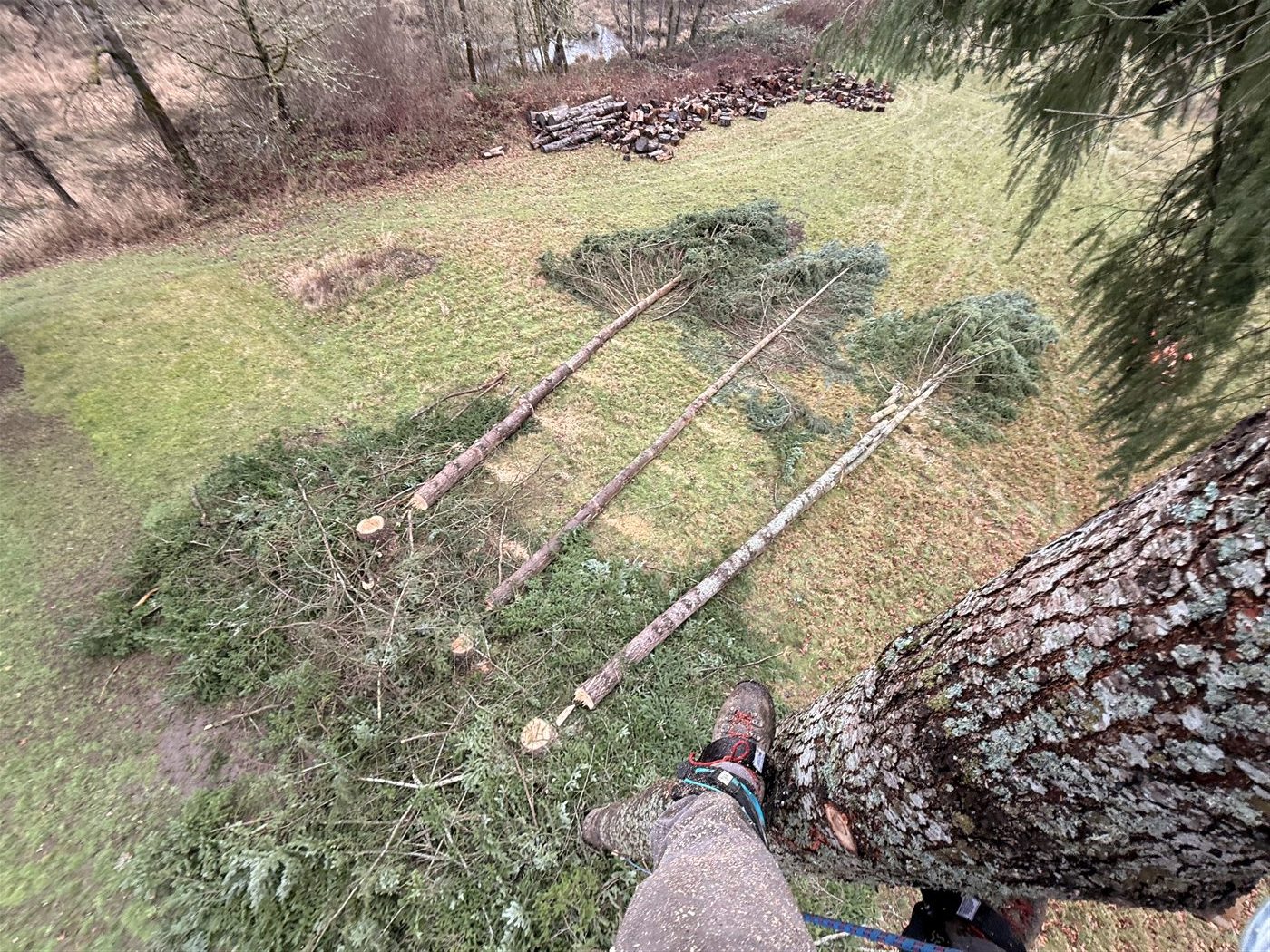 Clearing work on a wooded slope