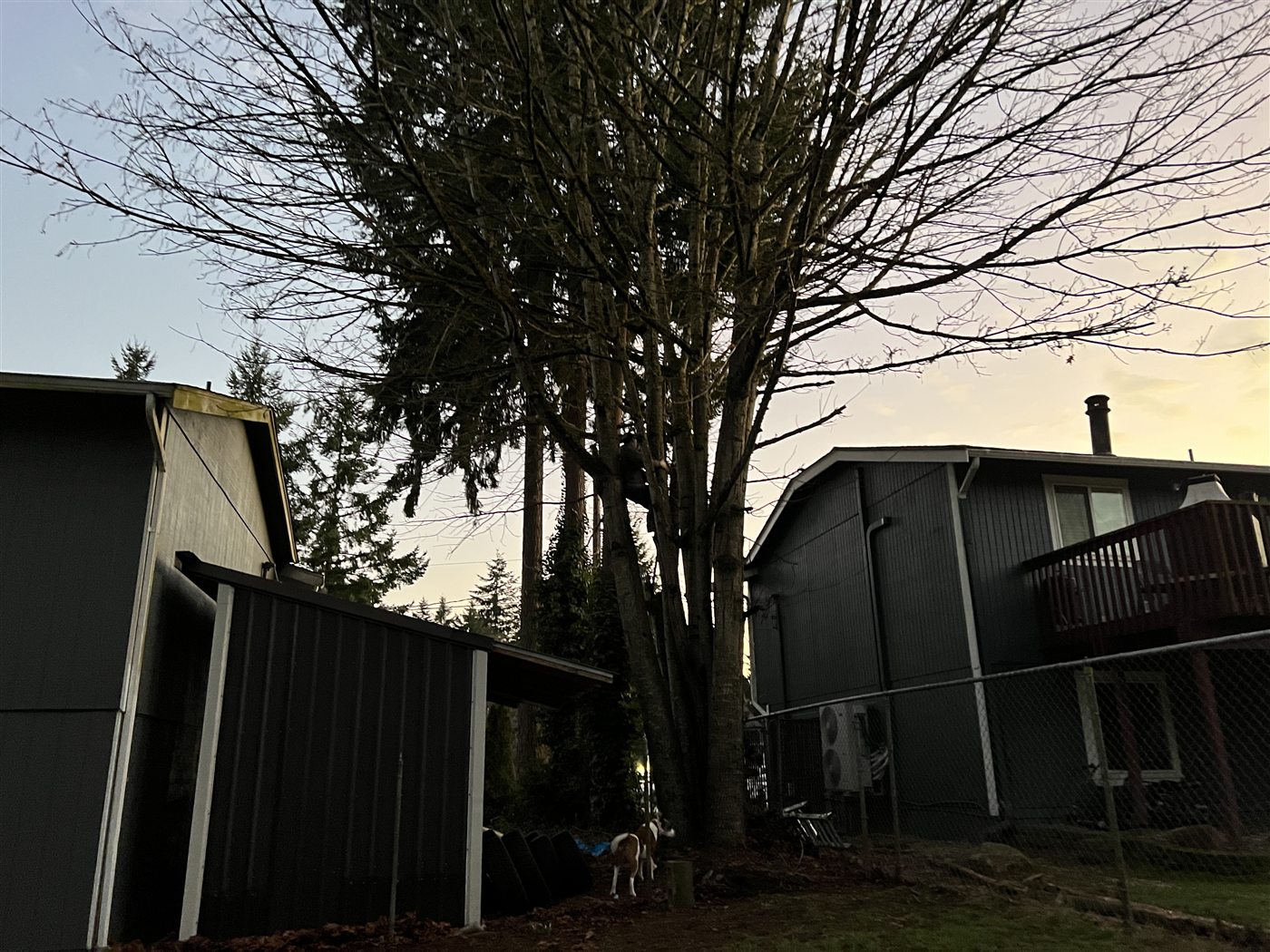 Tree removal work beside a home